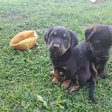 Chiots à vendre - Photo 5