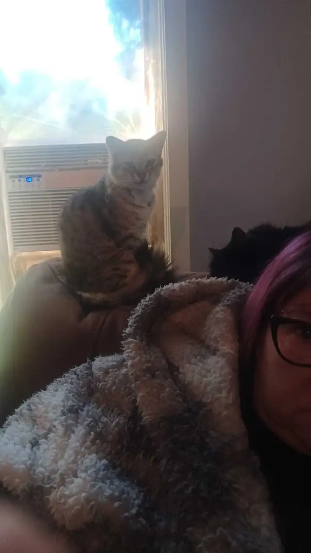 chat mâle a donner