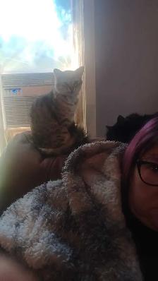 chat mâle a donner