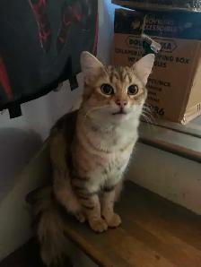 chat mâle a donner - Photo 2