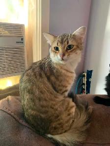 chat mâle a donner - Photo 3