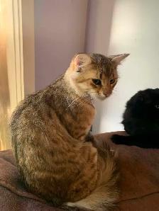 chat mâle a donner - Photo 4