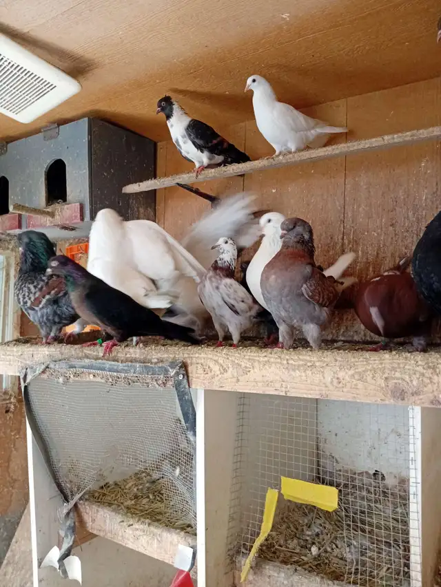 Pigeons à vendre