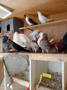 Pigeons à vendre