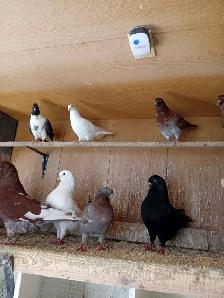 Pigeons à vendre - Photo 2