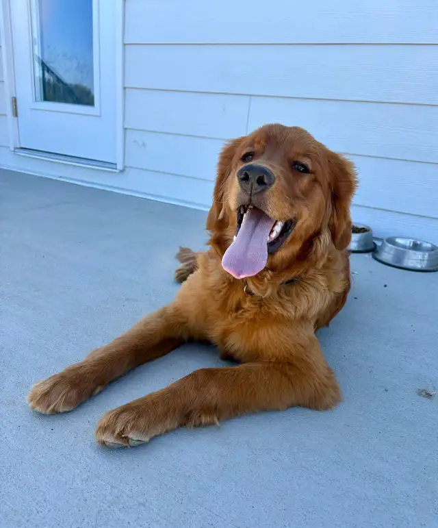 Male Golden Retriever