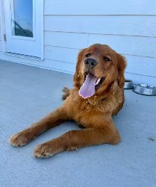 Male Golden Retriever