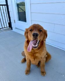 Male Golden Retriever - Photo 2