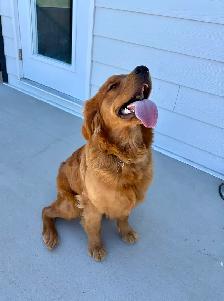 Male Golden Retriever - Photo 3