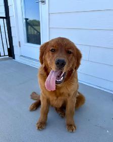 Male Golden Retriever - Photo 4