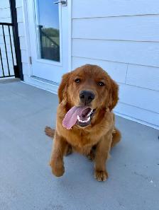 Male Golden Retriever - Photo 5