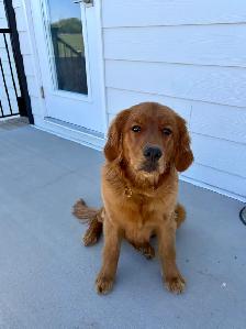 Male Golden Retriever - Photo 6