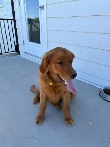 Male Golden Retriever - Photo 7