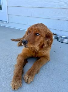 Male Golden Retriever - Photo 8