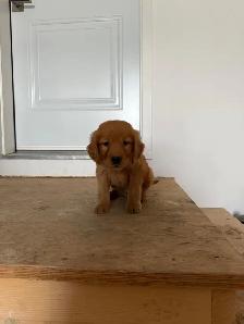 Male Golden Retriever - Photo 9