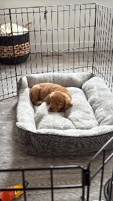 Male Golden Retriever - Photo 10