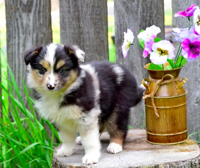 Miniature Australian Shepherd Pups