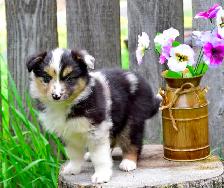 Miniature Australian Shepherd Pups