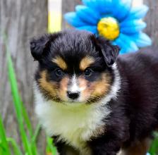 Miniature Australian Shepherd Pups - Photo 2