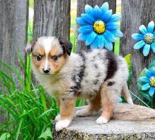 Miniature Australian Shepherd Pups - Photo 3