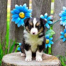 Miniature Australian Shepherd Pups - Photo 4
