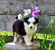Miniature Australian Shepherd Pups - Photo 5