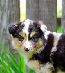 Miniature Australian Shepherd Pups - Photo 6