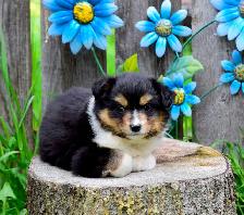 Miniature Australian Shepherd Pups - Photo 7