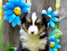 Miniature Australian Shepherd Pups - Photo 8