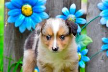 Miniature Australian Shepherd Pups - Photo 9