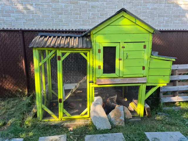 3 poules noires et leur  poulailler à vendre 350$ 4385048991