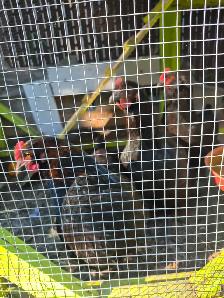 3 poules noires et leur  poulailler à vendre 350$ 4385048991 - Photo 2