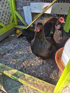 3 poules noires et leur  poulailler à vendre 350$ 4385048991 - Photo 3