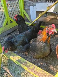 3 poules noires et leur  poulailler à vendre 350$ 4385048991 - Photo 4