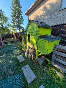 3 poules noires et leur  poulailler à vendre 350$ 4385048991 - Photo 5