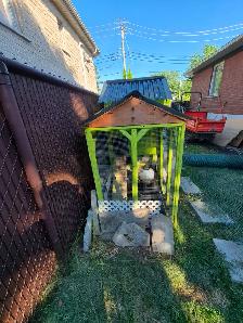 3 poules noires et leur  poulailler à vendre 350$ 4385048991 - Photo 6