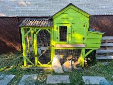 3 poules noires et leur  poulailler à vendre 350$ 4385048991 - Photo 7