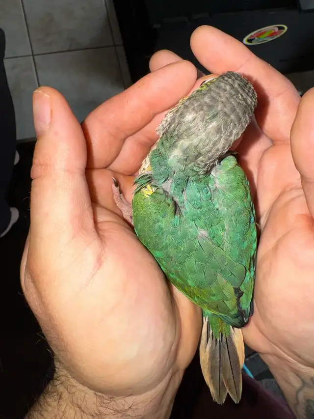 turquoise yellowsided conure