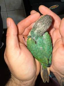 turquoise yellowsided conure