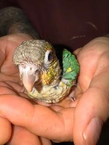 turquoise yellowsided conure - Photo 2