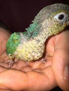 turquoise yellowsided conure - Photo 3