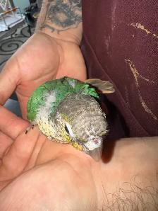 turquoise yellowsided conure - Photo 4