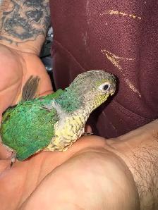 turquoise yellowsided conure - Photo 5