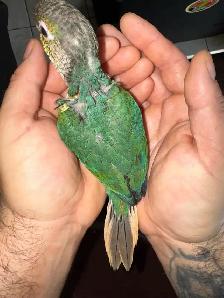 turquoise yellowsided conure - Photo 6