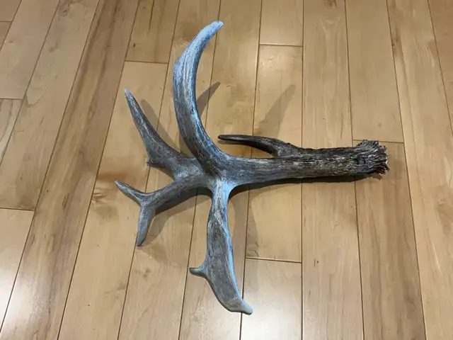 Shed Antler