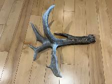 Shed Antler