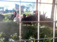 Purebred Silver Fox Rabbits