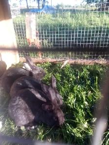 Purebred Silver Fox Rabbits - Photo 2