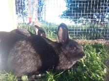 Purebred Silver Fox Rabbits - Photo 3