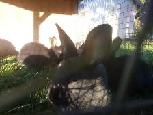 Purebred Silver Fox Rabbits - Photo 5